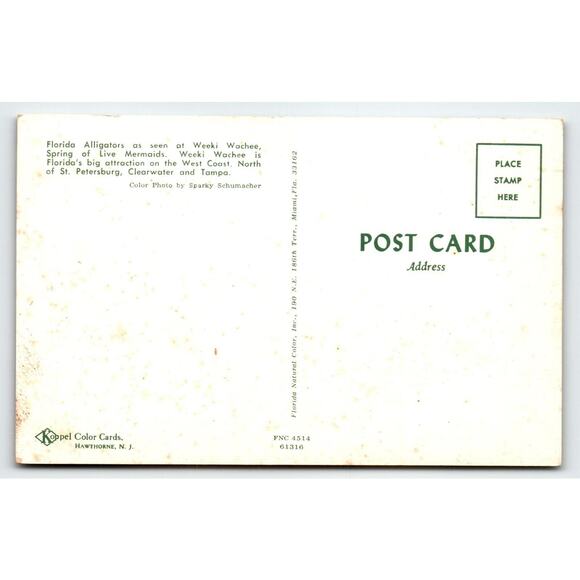 Postcard Weeki Wachee Springs Florida Alligators Flowers Mermaid Show Chrome - Picture 2 of 2